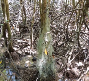 Net-Works mangrove survey in Tung Dap, Thailand