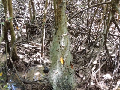 Net-Works mangrove survey in Tung Dap, Thailand