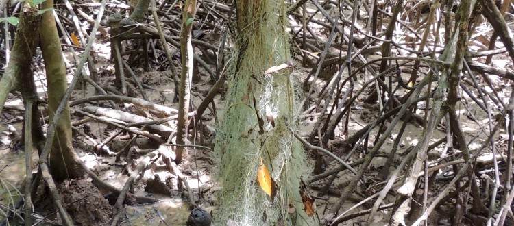 Net-Works mangrove survey in Tung Dap, Thailand