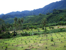 Challenge Clear Cutting