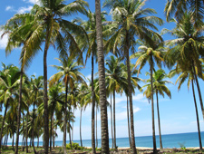 Tung Dap Deserted Beach Palms