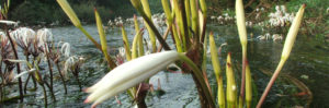 Nakha Village Water Lily
