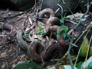 Chok Madah Bean Vine