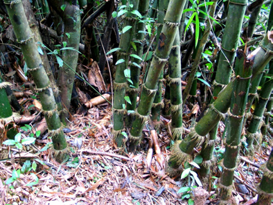 Chok Madah Bamboo