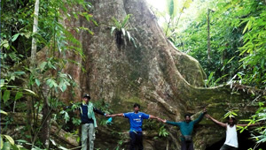 North Andaman Thailand Virgin Rainforest