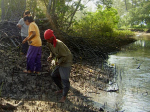Long-Term Projects Mangrove Restoration